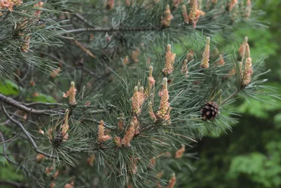 Сосна черная (Pinus nigra) - Хвойные растения весна 2024 года - купить туи,  сосны, ели.