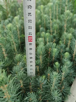 Сеянцы сосны обыкновенной (Pinus sylvestris) 2 лет (id 106930782), купить в  Казахстане, цена на Satu.kz