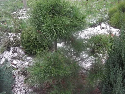 Купить сосну обыкновенную (Pinus sylvestris) в Киеве. Саженцы сосны в  контейнерах в интернет-магазине