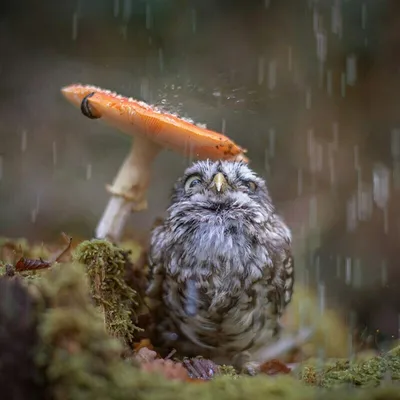 17 забавных снимков, как выглядят мокрые совы и почему они не умеют