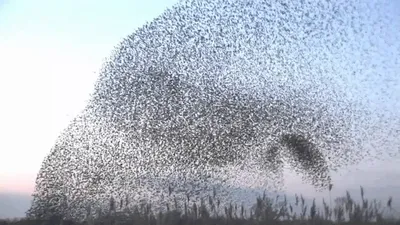 стая птиц в ясном небе возле Фото Фон И картинка для бесплатной загрузки -  Pngtree