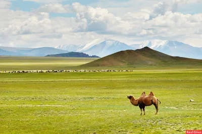 Степной пейзаж. Крымская степь в июне фотография Stock | Adobe Stock