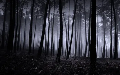 Лес цикла темный страшный с призраков летать видеоматериал - Видео  насчитывающей темно, очарование: 203598786