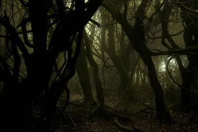 Темный страшный лес с туманом и деревья с большими корнями Стоковое Фото -  изображение насчитывающей ландшафт, туманно: 37853420
