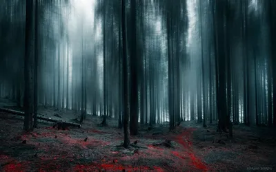 Страшный лес (58 фото)