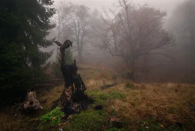 Страшный лес. Photographer flyman