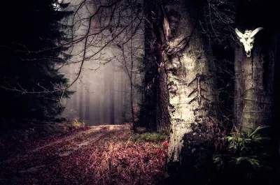 заколдованный лес ночью 3d цифровая иллюстрация таинственного свечения и  туманных силуэтов деревьев, страшный лес, тайна, таинственный фон фон  картинки и Фото для бесплатной загрузки
