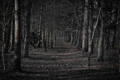 Культ леса №3 — Темно-черно-белая доска — Sinister.se
