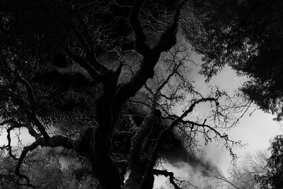 Глубокий темный лес (51 фото) - 51 фото