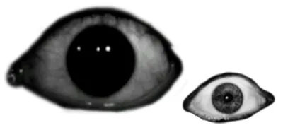 Красные глаза | Пикабу