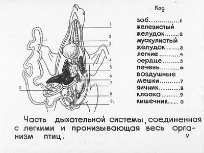 41-42. Класс Птицы. Среда обитания и внешнее строение птиц. Скелет и  мускулатура птиц