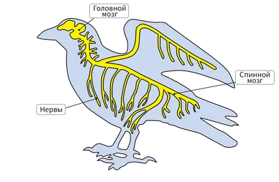 Особенности внутреннего строения птиц в связи с ПОЛЁТОМ. Птицы -  теплокровные высокоорганизованные животные,.. | ВКонтакте