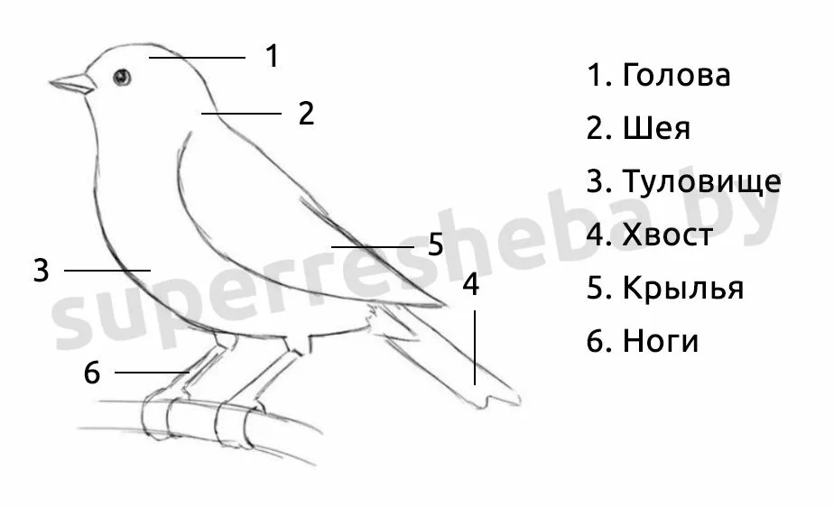 Расположение контурных перьев на теле птицы