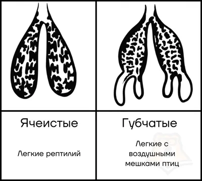 Строение яйца птицы, особенности строения яйца птиц