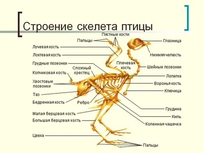 Строение скелета птицы. | Учитель биологии, Биология, Углубленное изучение  биологии