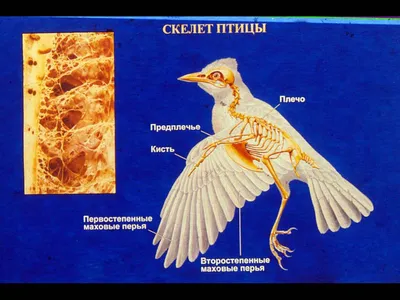 Смотреть слайды Птицы. Раздел 2. Внутреннее строение птицы