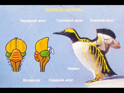 Птицы - это ящеротазовые динозавры, которые имеют птицетазовое строение  таза | Сказки юного биолога | Дзен