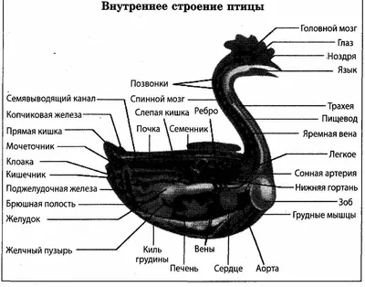 Гнездо птицы строения птицы (простого Prinia) в природе Стоковое Фото -  изображение насчитывающей цветасто, ангстрома: 104647808