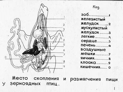 Смотреть слайды Птицы. Раздел 2. Внутреннее строение птицы