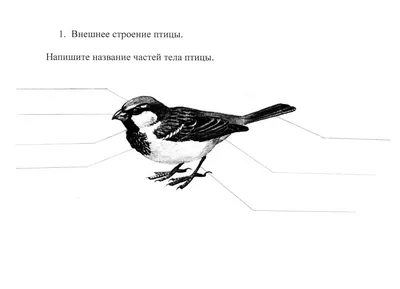 СТРОЕНИЕ ПТИЦЫ с контуром – купить за 900 руб | Монтессори Кроха