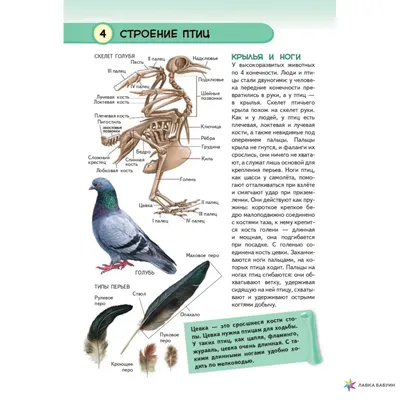 Дрозд-рябинник (Turdus pilaris)