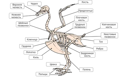 Инфоурок - Биология. Строение птиц.... | Facebook