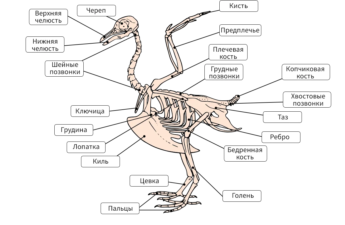 Скелет птицы. Скелет птицы киль. Наружнее скелет птицы. Скелет птицы с подписями.
