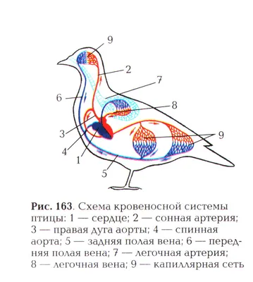 Строение птицы робина сороки вверх по своему гнезду внутри деревянного дома  птицы дальше Стоковое Изображение - изображение насчитывающей ангстрома,  деревянно: 69094117