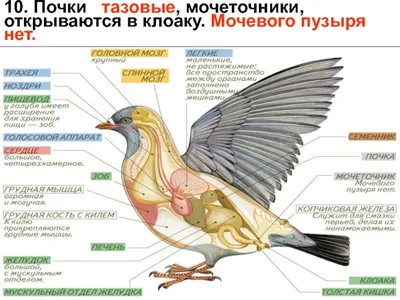 Раскраска строение птицы - 69 фото