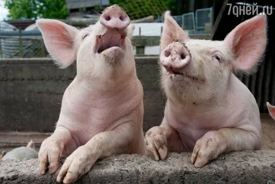 Из-за аномальной жары летом свиньи недобрали в весе — РБК