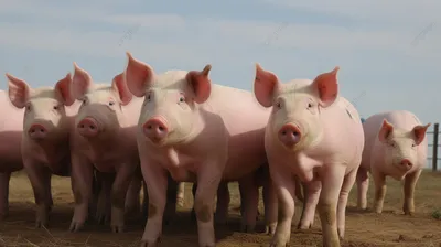 География АЧС в Латвии ширится: домашних свиней забьют под Екабпилсом -  08.08.2023, Sputnik Латвия