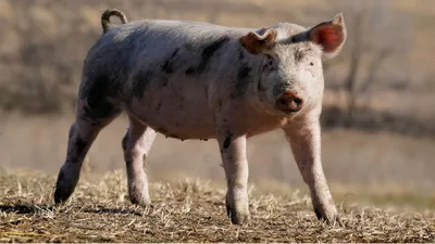свиньи изменят наш мир, милые картинки свиней фон картинки и Фото для  бесплатной загрузки