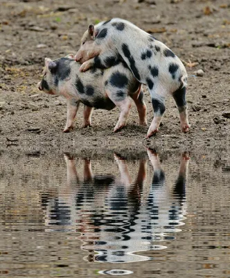 Ремонтные свиньи – будущее стада🐖🤓 | СТЕМАР Новости