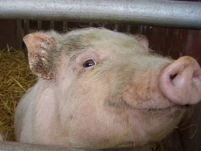 Свиньи всё же летают: их жир используется для альтернативного топлива |  Euronews
