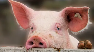 Самая толстая свинья в мире (22 фото) | Смешные животные, Товары для  животных, Домашние свиньи