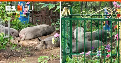 Вьетнамская вислобрюхая свинья — Википедия