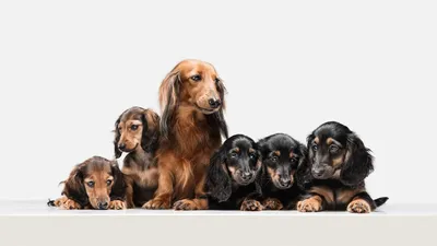 Карликовая такса (миниатюрная такса, мини-такса) — описание породы собаки  от А до Я