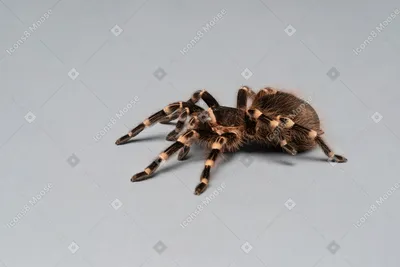 Интерактивный паук тарантула на управлении Terra by Battat Spider Tarantula  (ID#1709194402), цена: 800 ₴, купить на Prom.ua