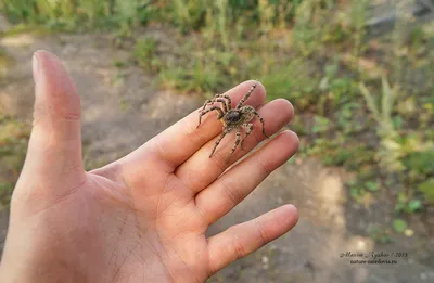 Крупным Планом Greenbottle Тарантула (Chromatopelma Cyaneopubescens)  Фотография, картинки, изображения и сток-фотография без роялти. Image  36643251