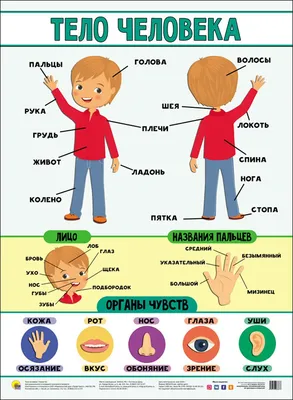 Части тела для срисовки - 77 фото