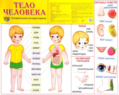Детская энциклопедия тела человека (ID#1103018242), цена: 290 ₴, купить на  Prom.ua