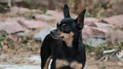 Манчестерский терьер (Manchester Terrier) - это очень энергичная, активная  и любопытная порода собак. Фото, описание и отзывы.