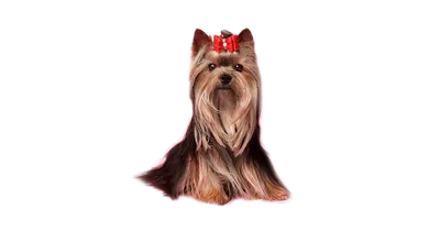 собака йоркширского терьера с щенком Стоковое Фото - изображение  насчитывающей славно, собака: 58288020