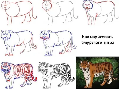 Рисунки тигров для срисовки (70 фото) ✏