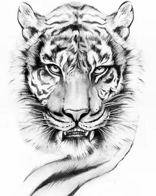 Картинки тигра карандашом фотографии