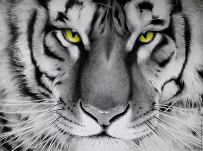 Картина тигр с зелеными глазами, бумага, карандаш – заказать на Ярмарке  Мастеров – CRVF9BY | Картины, Москва