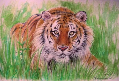 Тигр.Царь леса.Картина цветными карандашами. картина в подарок. Картина на  заказ. Картины с животными. Картина с тигром. Тигр картинки. Тигры и  тигрята. Тигрята…
