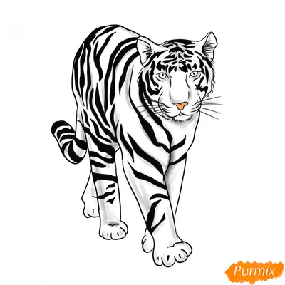 Рисунок тигра для начинающих (50 фото) » рисунки для срисовки на  Газ-квас.ком