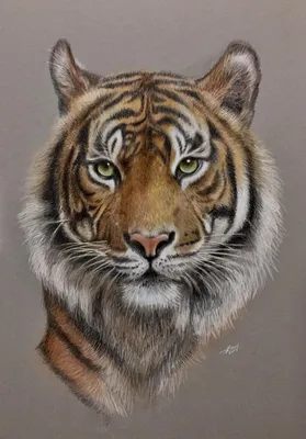 Чёрно-белый рисунок тигра простым …» — создано в Шедевруме