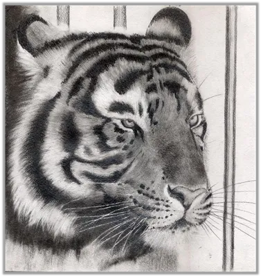 Взгляд тигра - Карандаш